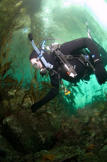 diving a kelp forest