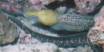 eel
