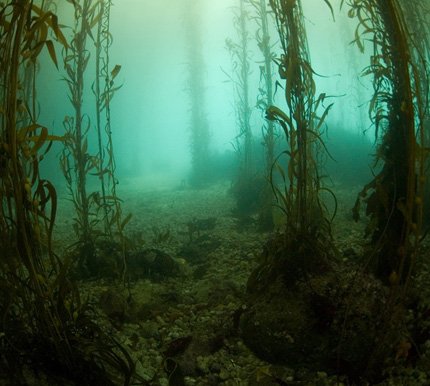 kelp forest