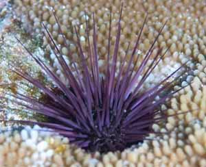 urchin