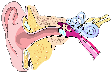 ear anatomy
