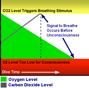 breathe hold diving with no hyperventilation